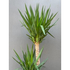 3'LÜ YUKKA SAKSI ÇİÇEĞİ